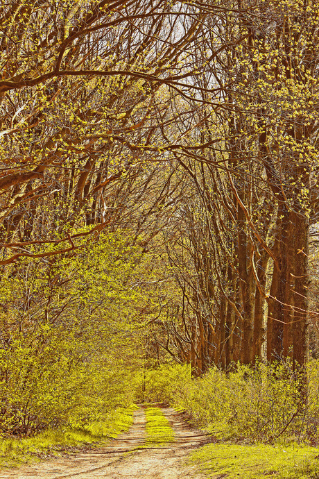 Bospad in de lente