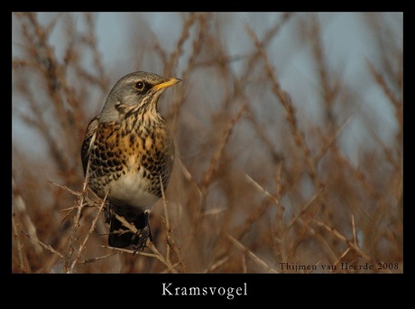 kramsvogel