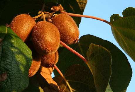 heerlijk neem een kiwi