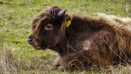 Schotse Hooglander