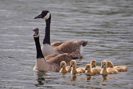 Gezinnetje Canadese gans