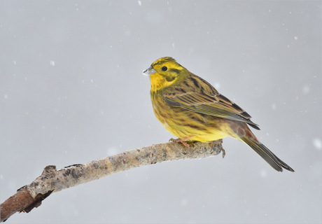 Buitje sneeuw