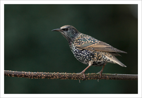 D300 Starling