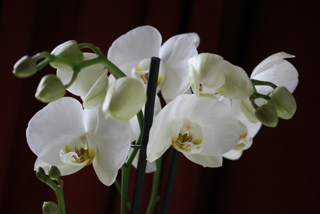 Orchidee