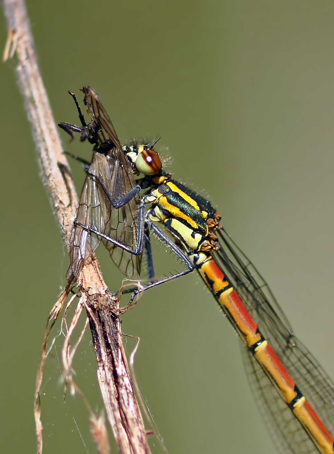 1e macro - Vandaag tijdens de vakantie toch maar ff op insectenjacht. Deze juffer was 1 van de eerste foto's die ik schoot. Hij was heerlijk met de lunch bezig  - foto door boukes op 27-04-2010 - deze foto bevat: awd, boukes