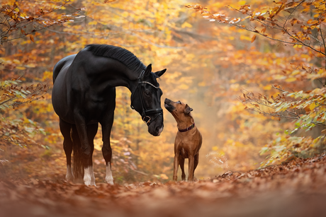 Horse meets dog