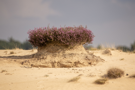 Heide in bloei