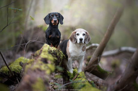 Forestfriends