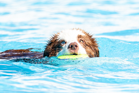 Honden zwemmen
