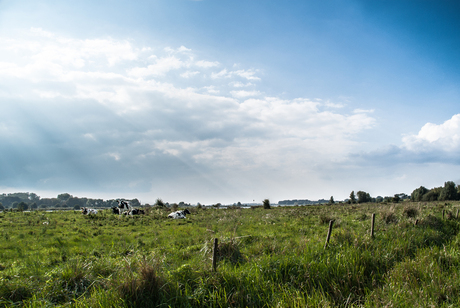 Hollands landschap