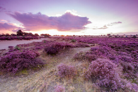 bloeiende heide