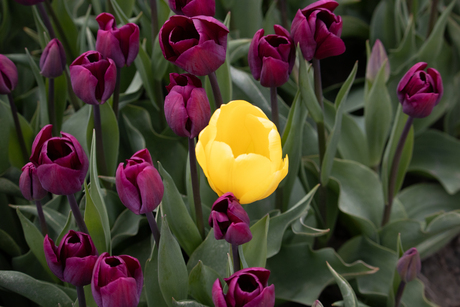 Verdwaalde tulp