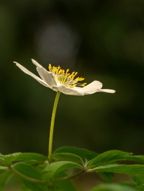 Het sterrenmeisje van het bos