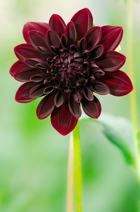 Dahlia