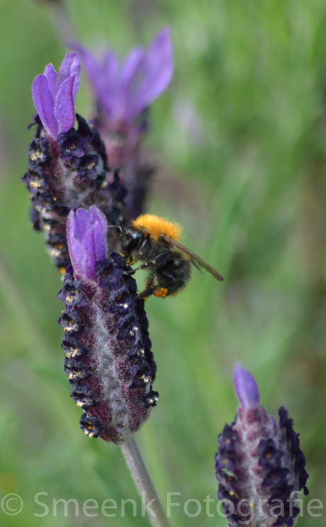 Lavendel