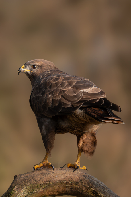 Buizerd