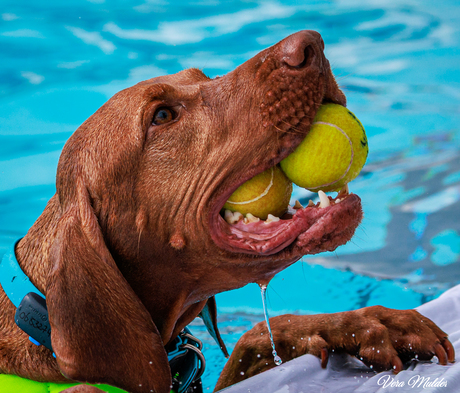 heb er twee hoor baasje !