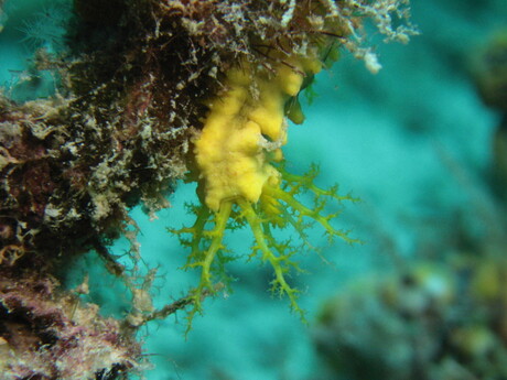 Gele zeekomkommer