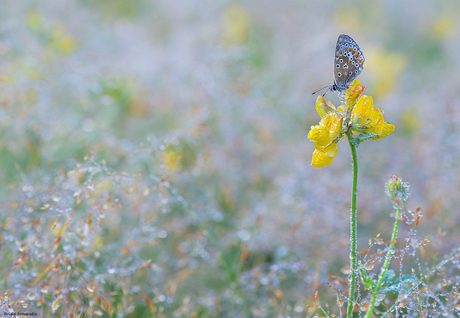 After the rain