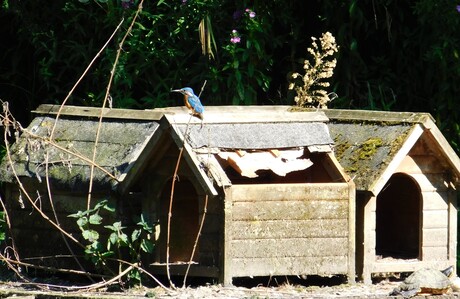 IJsvogel op vogelverblijf....doch zie rechtsonder