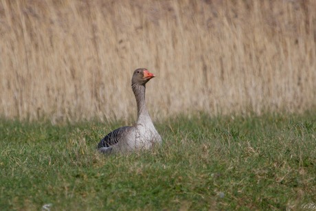 Genieten van de voorjaarszon.