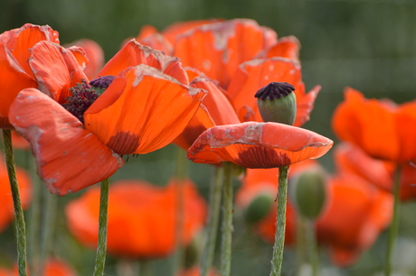 klaprozen in de tuin