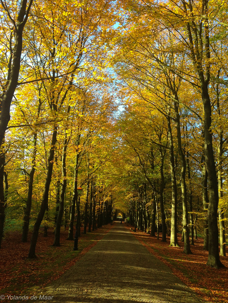 Herfst op de Paltz