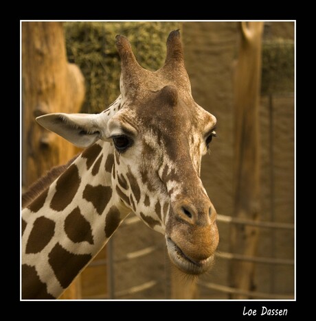 Giraff