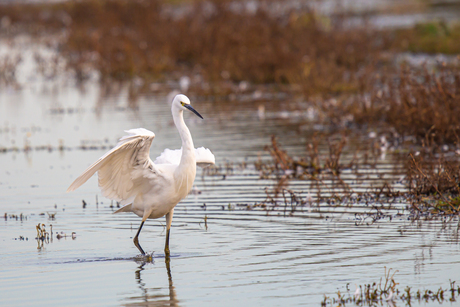 Zilverreiger oefent Zwanenmeer