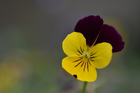Oefenen met Scherptediepte