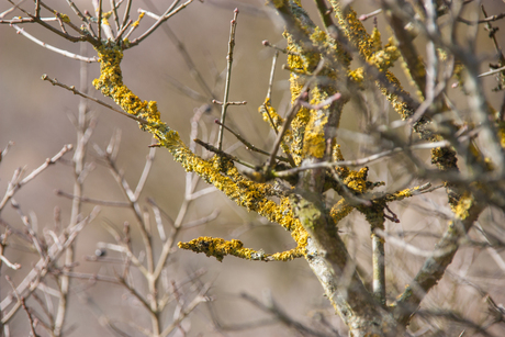 Structuren in natuur