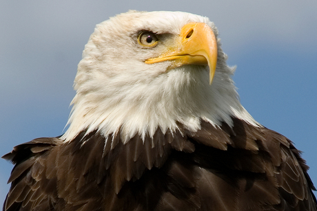 American Fish Eagle