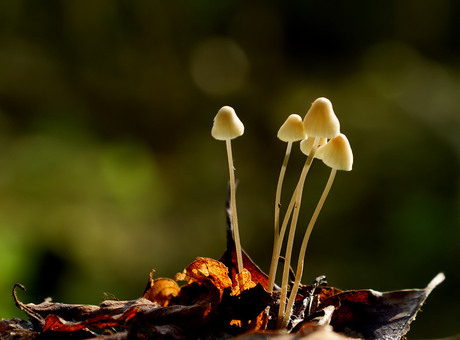Draadsteelmycena's ( Mycena filopes )