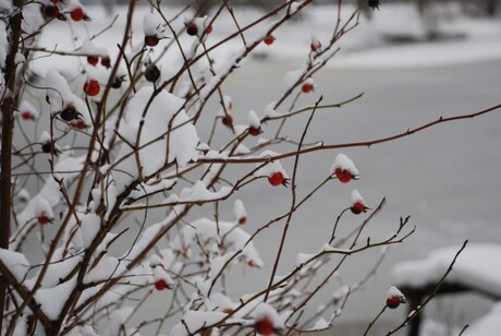 Winter Delftse Hout 2010