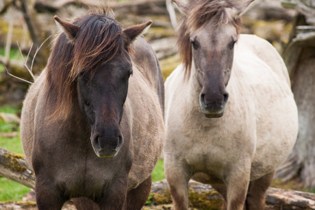 wild horses