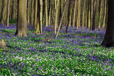 hallerbos