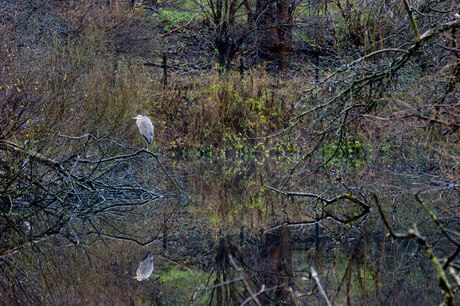 Reiger