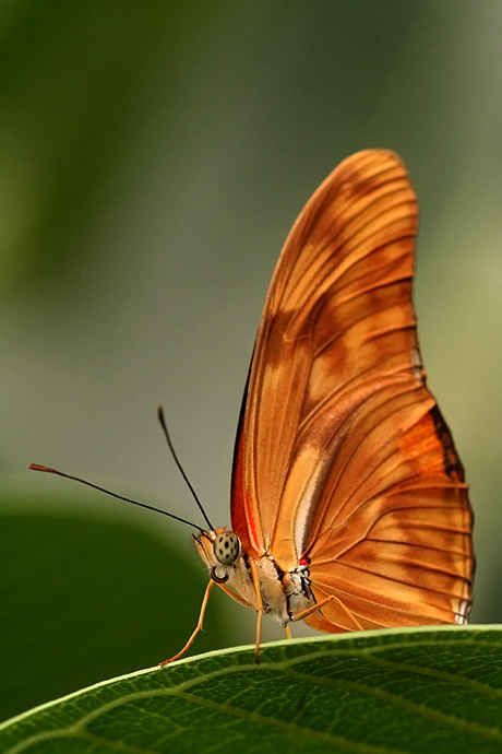 Vlindertuin