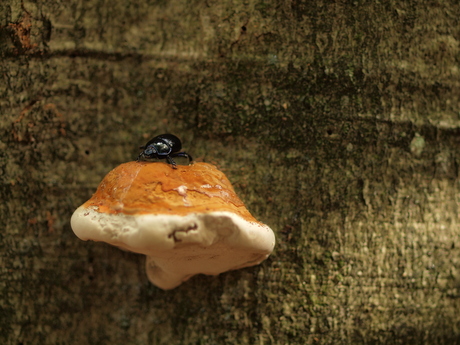 Mestkever op tondelzwam