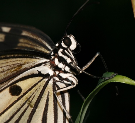 Idea Leuconoe