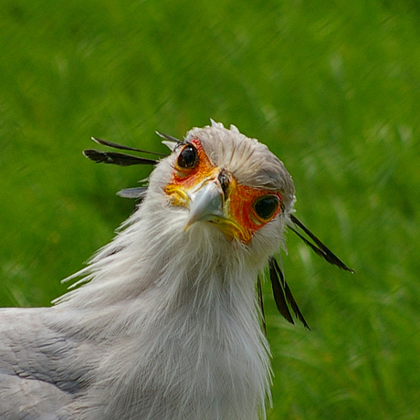 Secretarisvogel