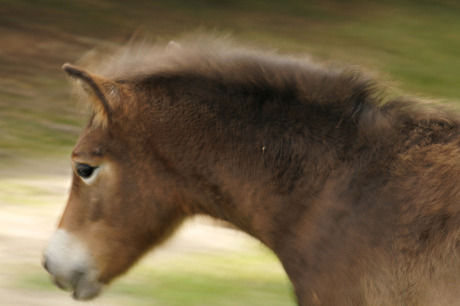 wild paardje in galop