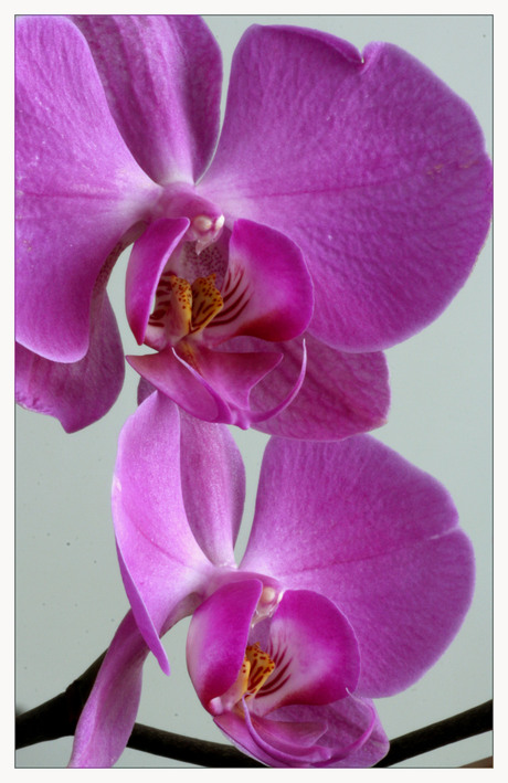 orchidee duo