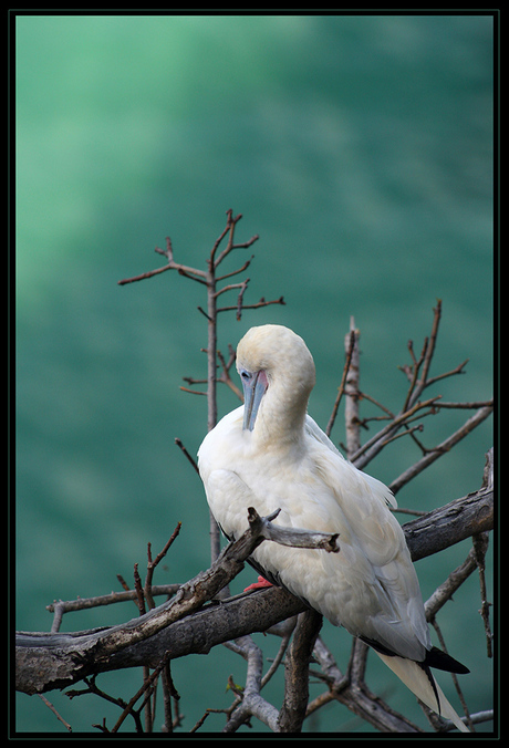 Albatros