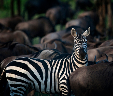 Zebra tijdens de migratie in de Serengeti NP