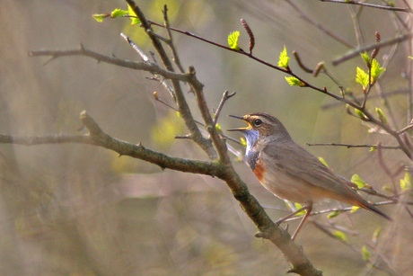 Singing Bluethroat...