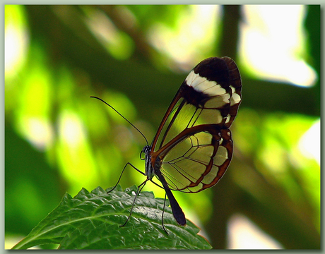 Ithomia Patilla