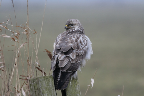 buizerd