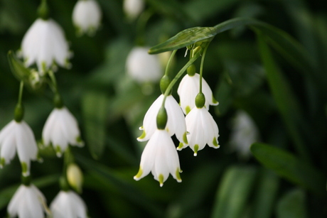 witte bloem