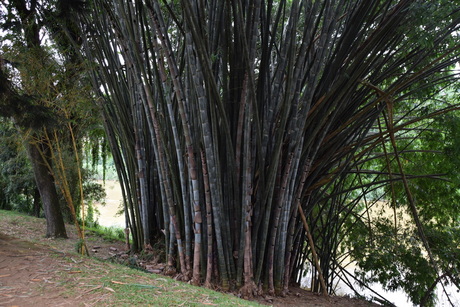 Botanic Garden Kandy Sri Lanka